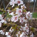 Prunus incisa 'Kojo No Mai'